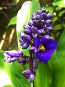 Detalles de las flores de la planta Jengibre Azul, Dichorisandra thyrsiflora