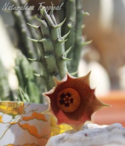 Otra fotografía de la planta suculenta Huernia rosea en floración