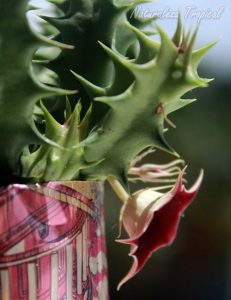 Vista lateral de la flor de la planta suculenta Huernia x macrocarpa clon 5
