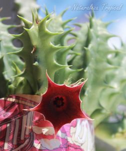 Vista de la flor y los tallos de la planta suculenta Huernia x macrocarpa clon 5