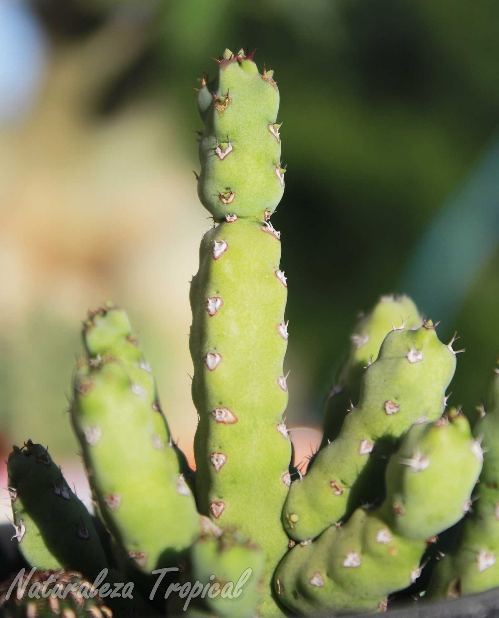 Vista de la planta suculenta Euphorbia debilispina