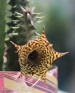 Vista de la flor y tallo de un híbrido del género Huernia muy atractivo