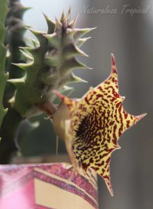 Vista lateral de la flor y tallo de un híbrido del género Huernia muy atractivo