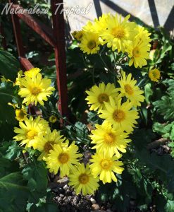 Floración de una variedad con inflorescencias amarillas de Crisantemo, Chrysanthemum sp