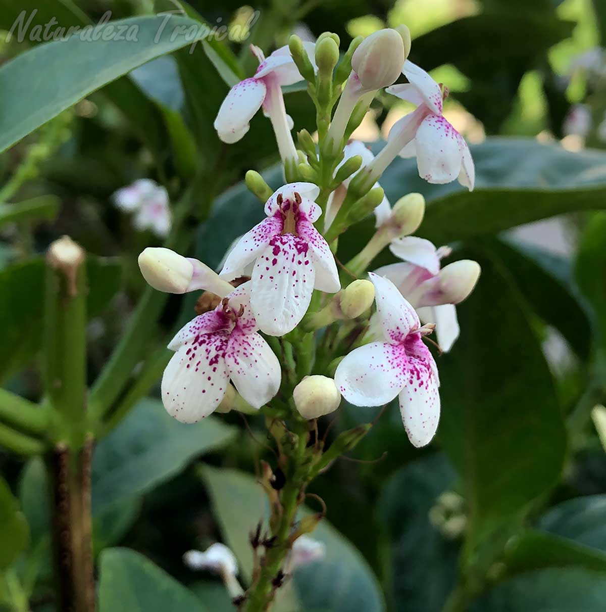Flores típicas de la planta ornamental Pseuderanthemum carruthersii