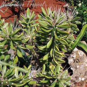 Vista de los tallos y hojas características del cactus Quiabentia verticillata