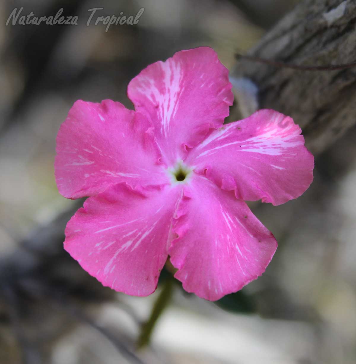 Flor característica de la planta conocida como Clavel de Sabana, Mesechites roseus