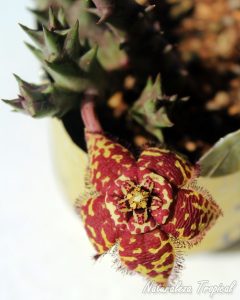 Tallos y flor de la planta suculenta Orbea semota