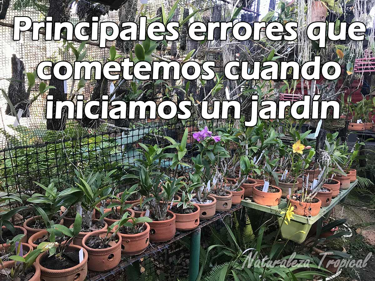 Errores más comunes que se cometen al iniciarse un jardín o colección de plantas