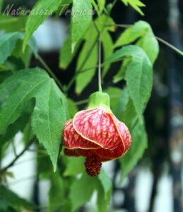 Flor típica de la planta ornamental conocida como Farolito Japonés, Abutilon pictum