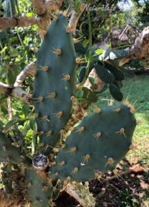 Detalles de los cladodios del cactus Tunita o Nopal Chamacuero, Opuntia cochenillifera