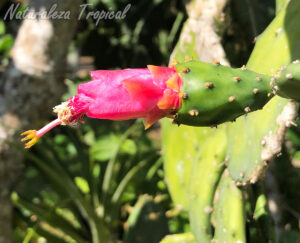 Flor del cactus Tunita o Nopal Chamacuero, Opuntia cochenillifera