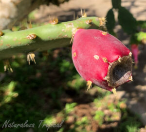 Fruto del cactus Tunita o Nopal Chamacuero, Opuntia cochenillifera
