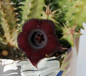 Floración y vista de los tallos de la planta suculenta híbrida Huernia x macrocarpa clon 8. Huernia ‘Samuel’