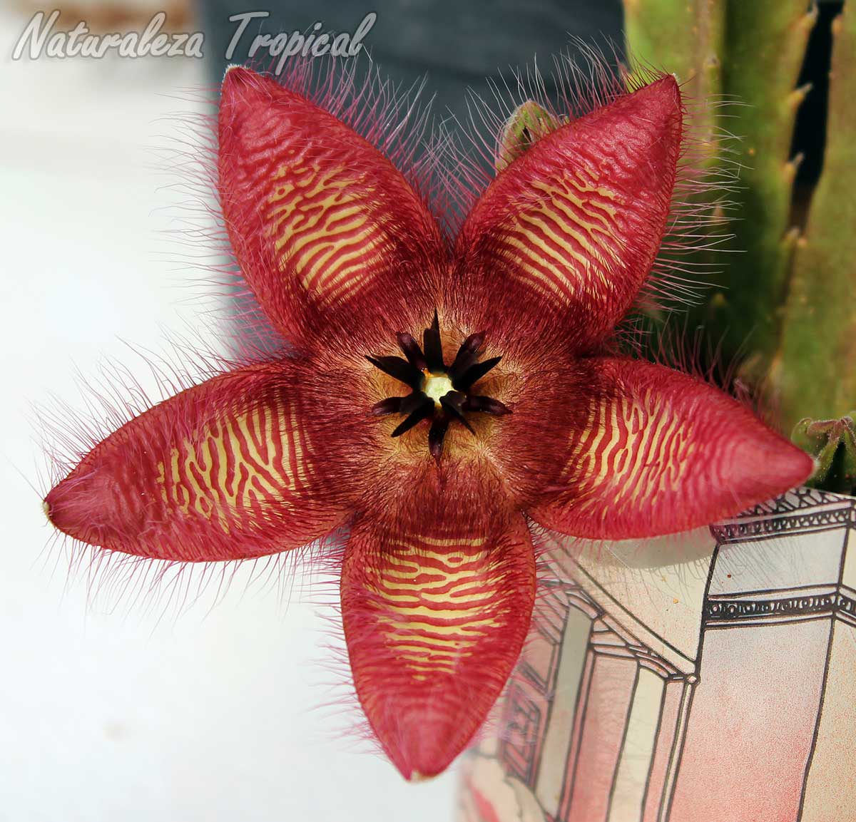 Vista de la flor de la planta suculenta Stapelia hirsuta ˡMichell´s Passˡ