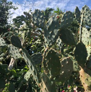 Vista del cactus Tunita o Nopal Chamacuero, Opuntia cochenillifera