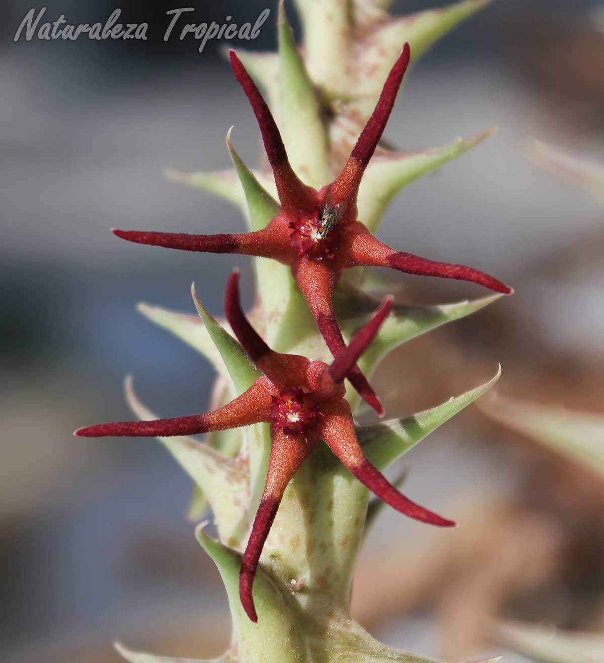 Vista de las flores características de la planta suculenta Orbea baldratii