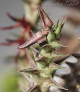 Tallo y capullos florales de la planta suculenta Orbea baldratii