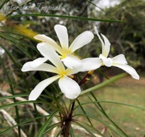 Flores características y hojas de la planta cubana Plumeria filifolia