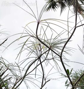 Vista de las ramas y hojas de la planta cubana Plumeria filifolia