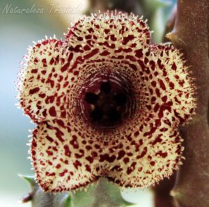 Detalles de la flor de la planta suculenta Huernia erinacea