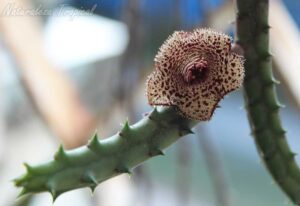 Vista del tallo y la flor de la planta suculenta Huernia erinacea