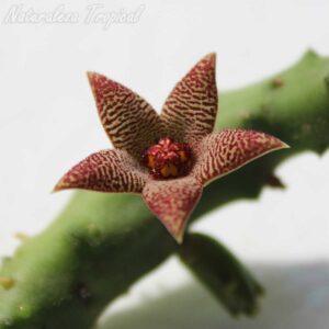 Flor de la planta suculenta Piaranthus geminatus var. foetidus
