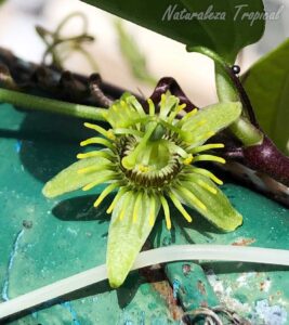 Vista de la flor de la planta trepadora Passiflora suberosa