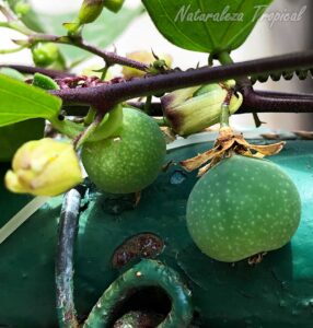 Vista del fruto de la planta trepadora Passiflora suberosa