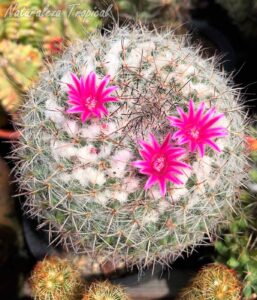 Otra imagen del cactus Mammillaria hahniana en floración