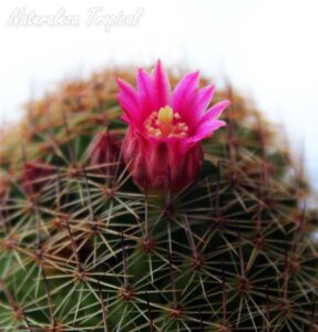 Detalles del tallo y flores del cactus Mammillaria matudae