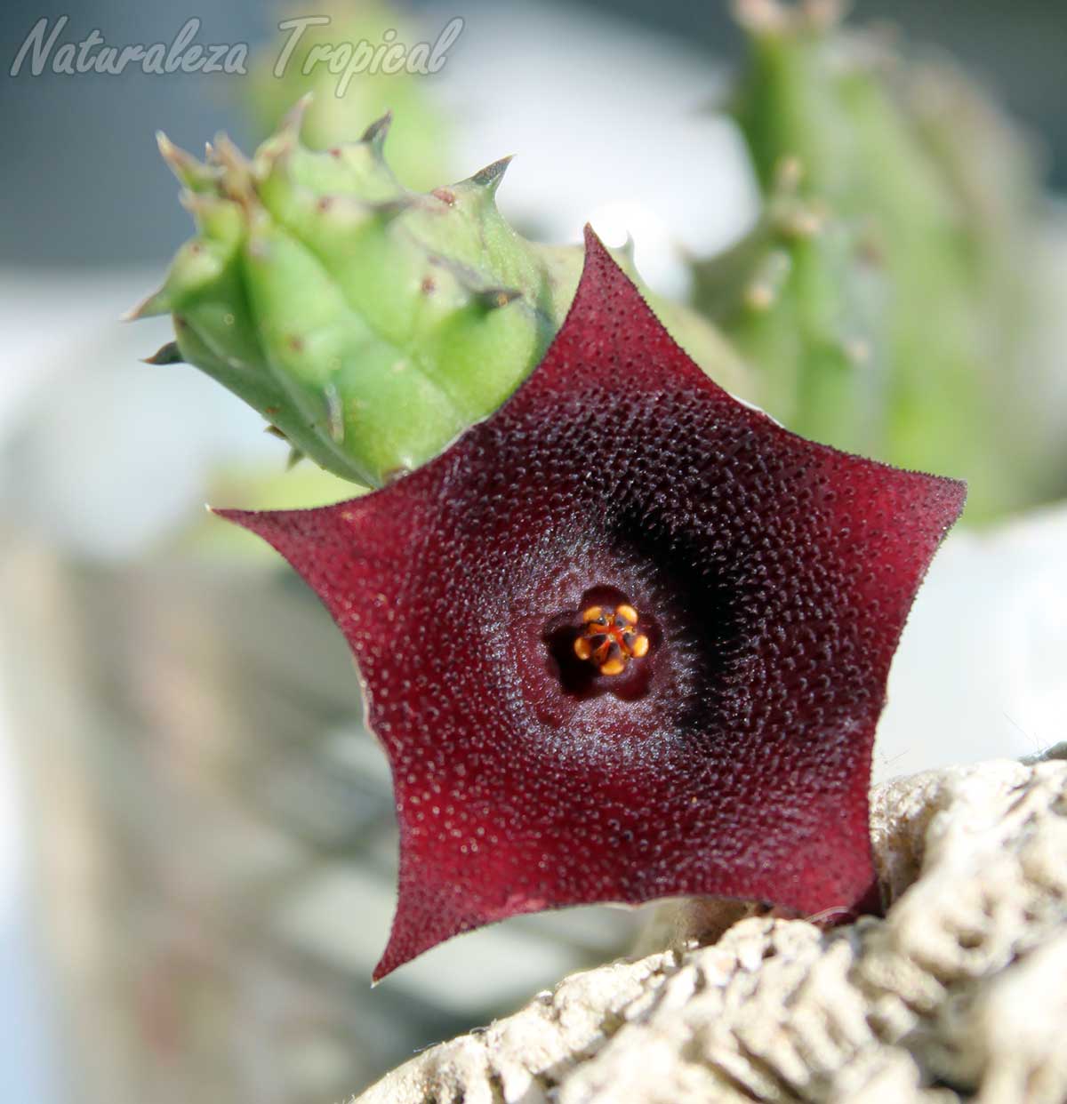 Flor de la planta suculenta híbrida Huernia x schneideriana