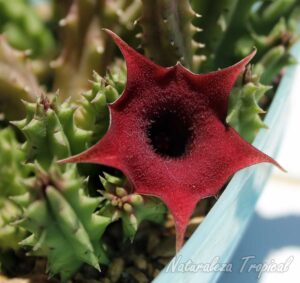 Otra imagen de la flor y tallos de este híbrido del género Huernia