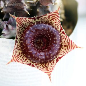 Detalles de la flor de la planta suculenta Huernia transvaalensis