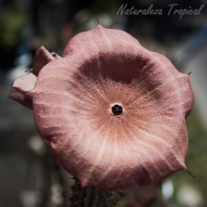 Otra imagen de la flor de la planta suculenta Hoodia gordonii