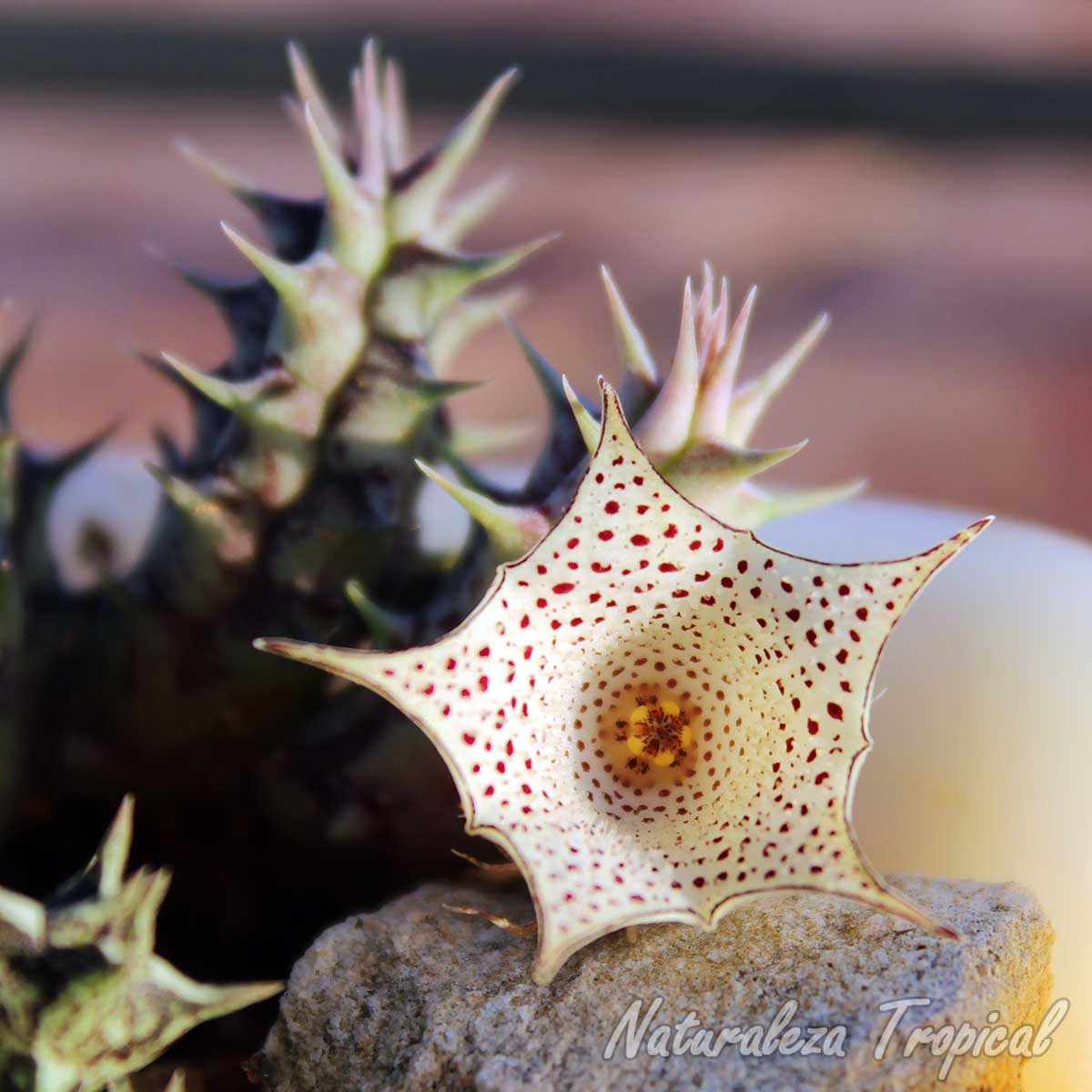 Vista de la flor y tallos de la planta suculenta Huernia delicata