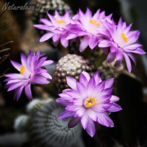 Otra imagen de las flores y tallo del majestuoso cactus Mammillaria theresae