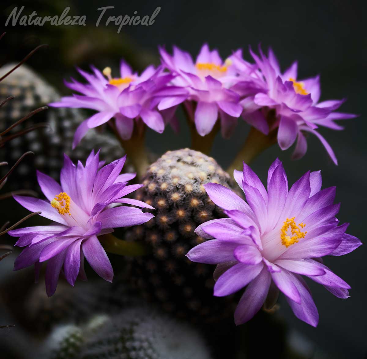 Flores y tallo del majestuoso cactus Mammillaria theresae