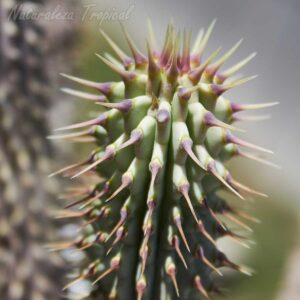 Detalles del tallo de la planta suculenta Hoodia gordonii