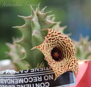 Tallo y flor de la planta suculenta Huernia ˡOdalysˡ clon 1
