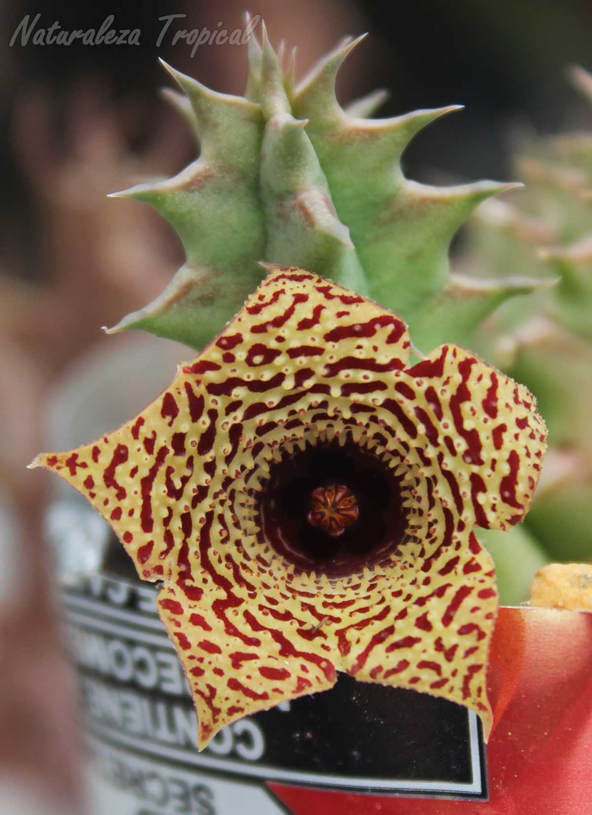 Vista central de la flor típica de la planta suculenta Huernia ˡOdalysˡ clon 1
