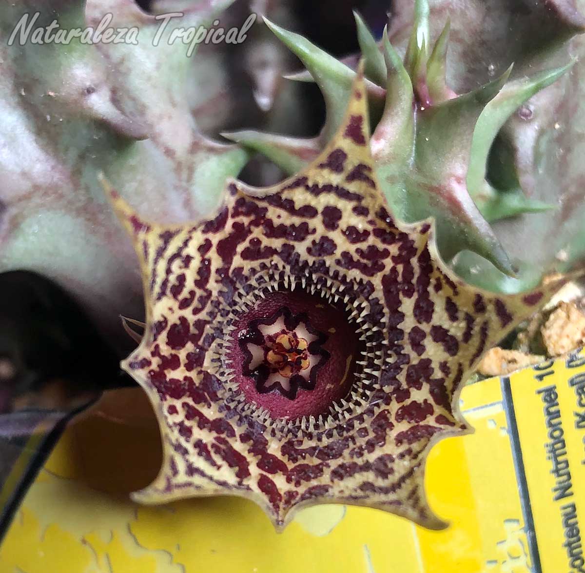 Detalles de la flor de la planta suculenta híbrida Huernia ˡHabaneraˡ clon 4