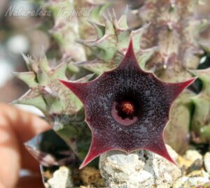 Detalles de la flor de la planta suculenta Huernia ˡHabaneraˡ clon 5