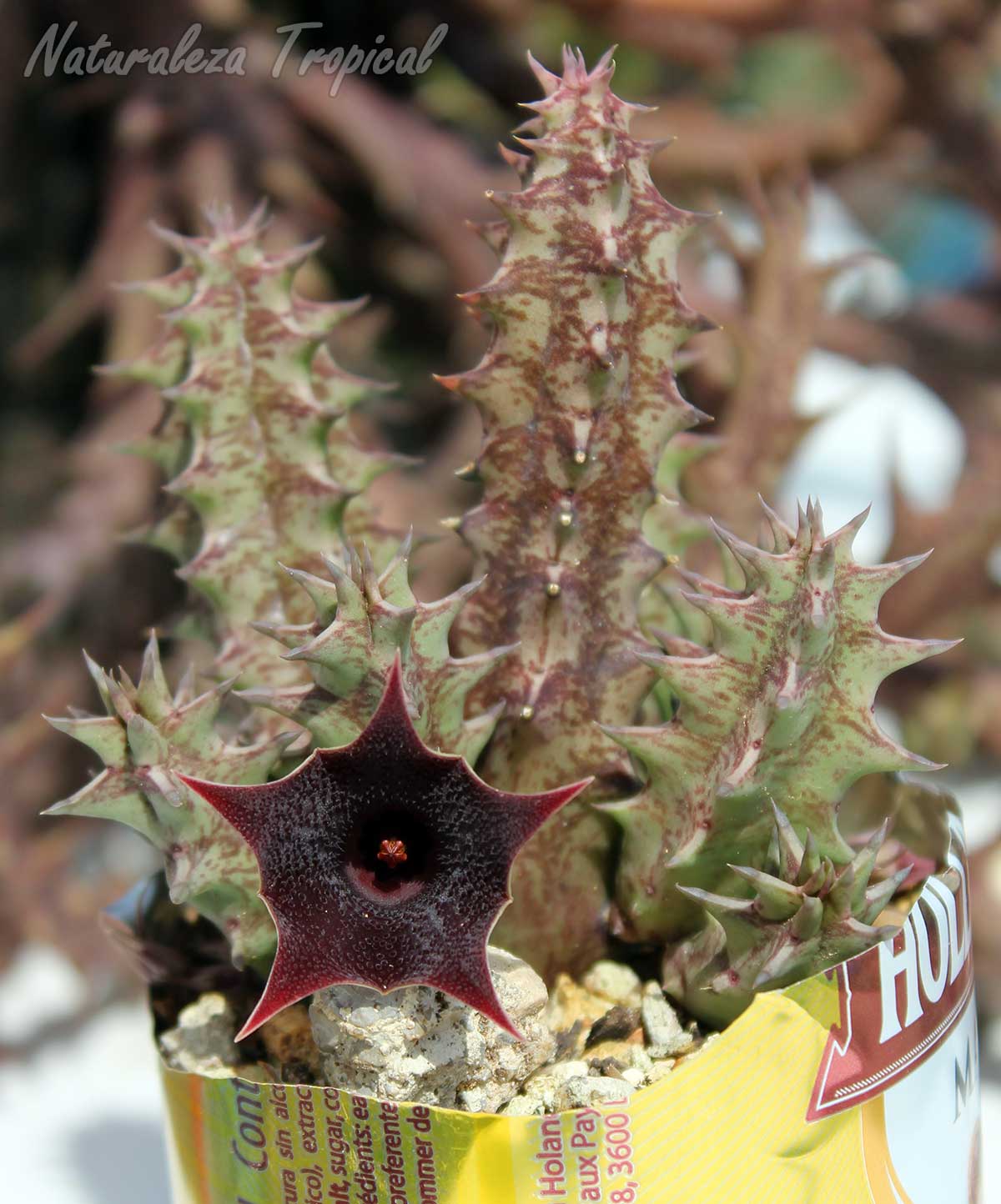 Vista de los tallos y flor de la planta suculenta Huernia ˡHabaneraˡ clon 5
