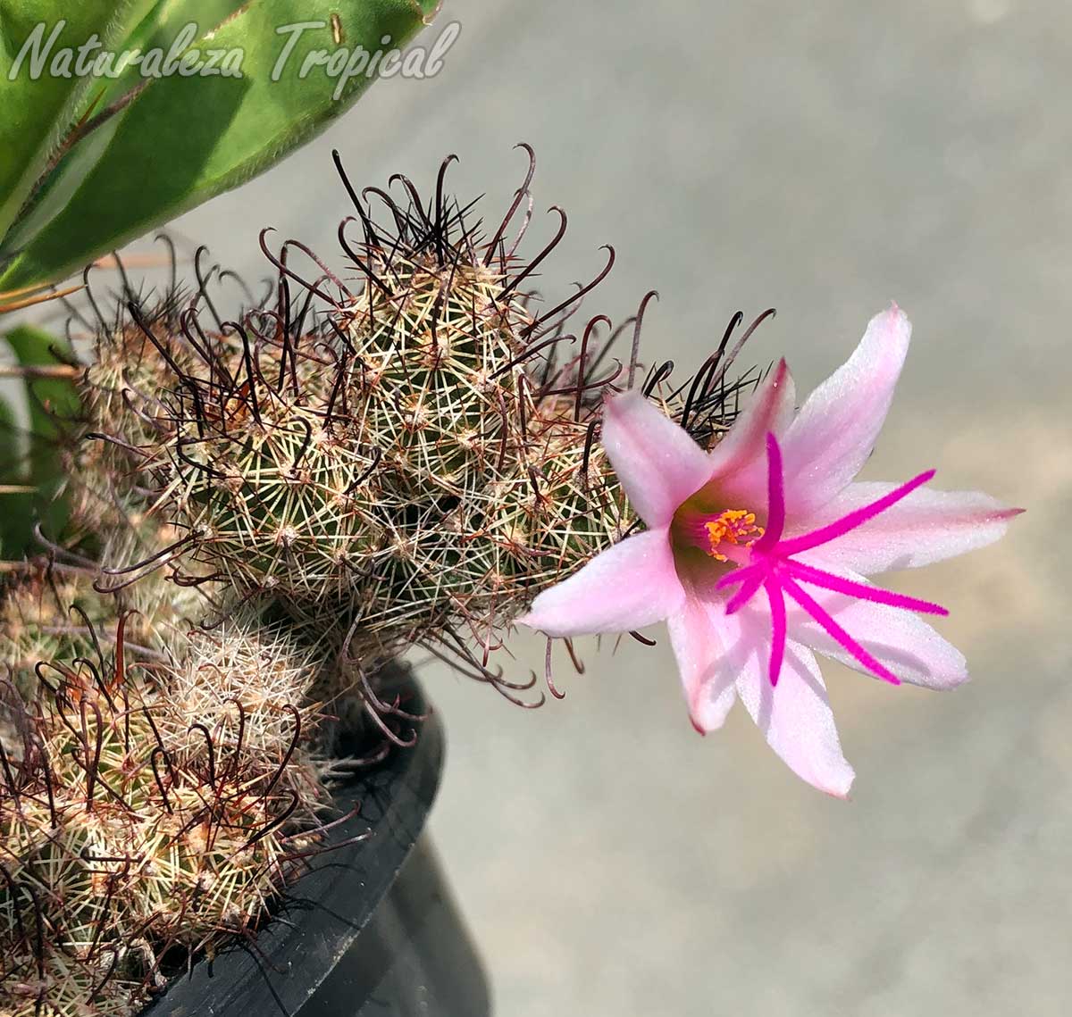 Flor y tallos del cactus Mammillaria thornberi (Cochemiea thornberi)