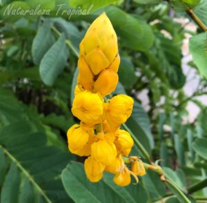 Inflorescencia de la planta medicinal Senna alata. Guacamaya Francesa o Arbusto de la Tiña