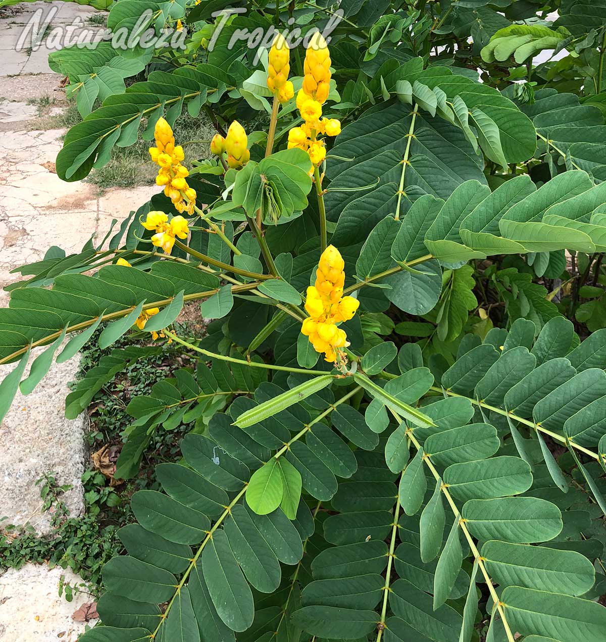 Inflorescencias y hojas de la planta medicinal Senna alata. Guacamaya Francesa o Arbusto de la Tiña