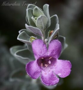 Flor y hojas de la planta Salvia de Texas, Leucophyllum frutescens