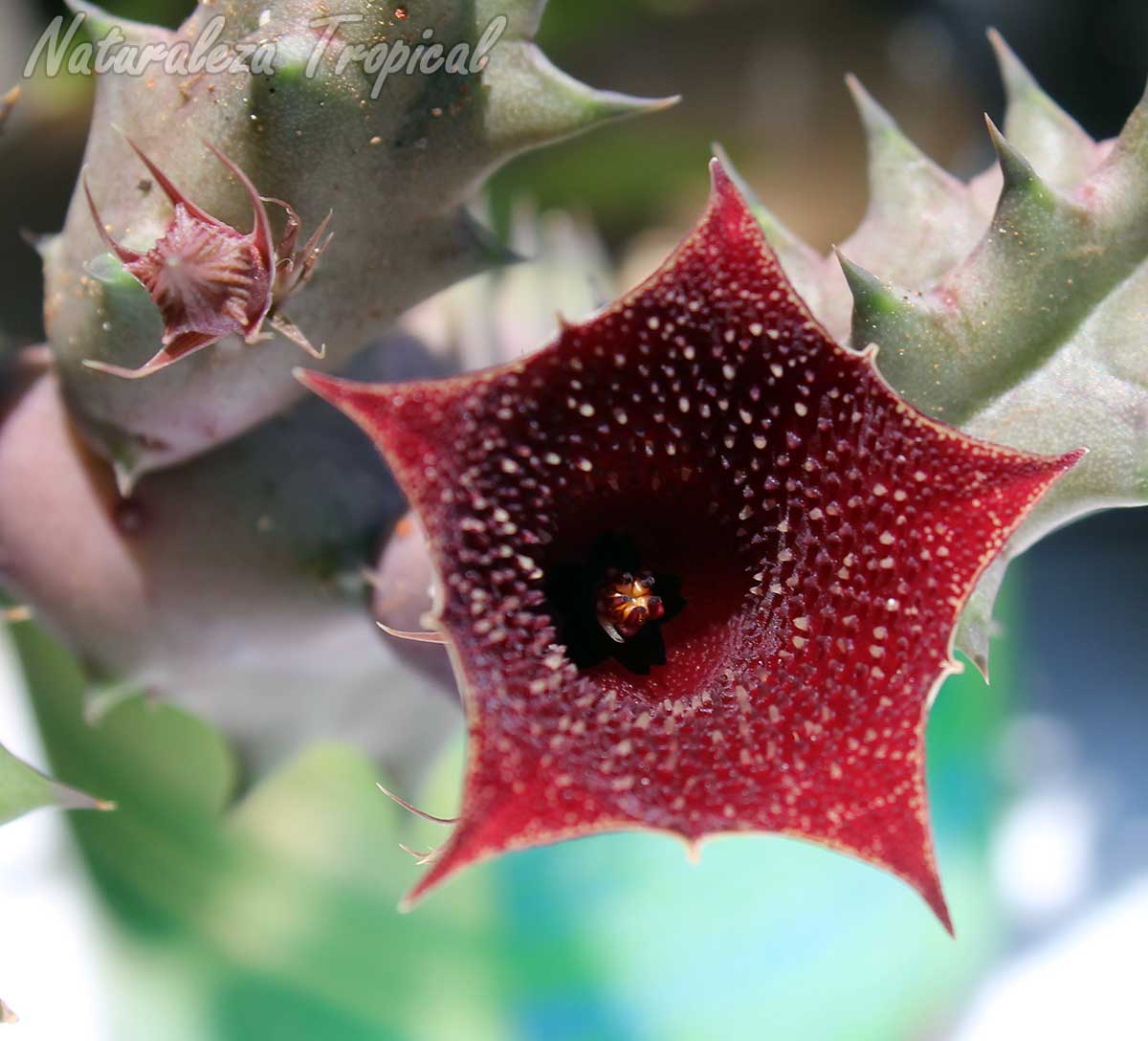 Vista de la flor de la planta suculenta híbrida Huernia ˡOdalysˡ clon 2