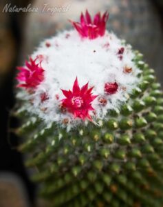 Vista de la floración y tallo del cactus Mammillaria polythele f. inermis (Mammillaria polythele cv. Stachellos)